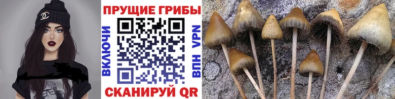 площадка какой сайт  Элиста  Галлюциногенные грибы GOLDEN TEACHER 